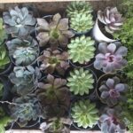 A variety of cacti are displayed in a box, showcasing their unique shapes and sizes.
