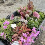 A variety of colorful flowers are displayed in a black plastic container.