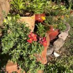 A variety of colorful flowers are displayed in a garden setting, with some potted plants and a wooden fence in the background.