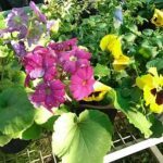 A variety of colorful flowers are displayed in pots, creating a vibrant and lively scene.