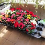 A variety of colorful flowers are displayed in pots on a bench.