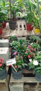 A variety of colorful flowers are displayed in pots, with a sign indicating the price of $500.