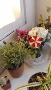 A variety of flowers and plants are displayed in pots and vases, creating a beautiful and colorful arrangement.