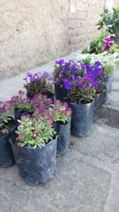 A variety of flowers are displayed in black pots, creating a visually appealing arrangement.