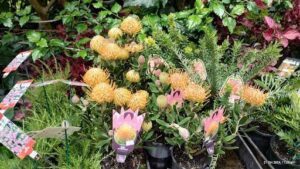 A variety of flowers are displayed in pots, including yellow and pink flowers.