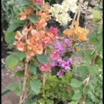 A variety of flowers are displayed in pots, with different colors and types.