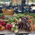 A variety of fresh vegetables are displayed on a table, including carrots, radishes, and turnips.