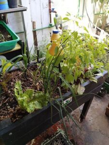 A variety of plants are growing in a garden, including lettuce, tomatoes, and peppers.