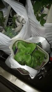 A variety of plants are packed in plastic bags, ready to be transported.