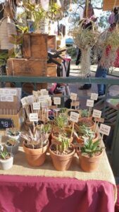 A variety of potted plants are displayed for sale, including cacti and succulents.