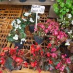 A variety of potted plants are displayed for sale, including red and pink flowers.