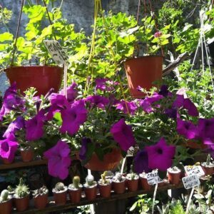 A variety of potted plants are displayed in a garden shop, including purple flowers and cacti.