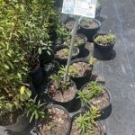 A variety of potted plants are displayed in a garden shop, with a sign indicating their price.