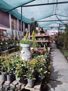 A variety of potted plants are displayed in a garden shop, with some under a canopy.
