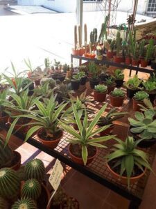 A variety of potted plants are displayed in a store, including cacti and other plants.