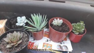 A variety of potted plants are displayed on a car's dashboard.