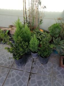 A variety of potted plants are displayed on a patio, including a plant with a yellow flower.