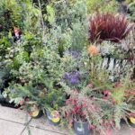 A variety of potted plants are displayed outside, including a large potted plant with red flowers.