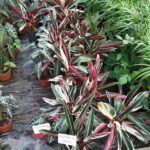 A variety of tropical plants are displayed in pots, with some of them being for sale.