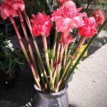 A vase filled with red flowers sits on a table.