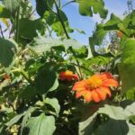 A vibrant orange flower with a bright yellow center blooms amidst lush green foliage, basking in the warm sunlight against a backdrop of a clear blue sky.