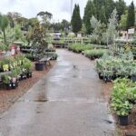 A wet sidewalk with a variety of potted plants lining the path.