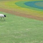A white bird with black legs is walking on a green field.