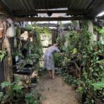 A woman in a dress is tending to plants in a garden.