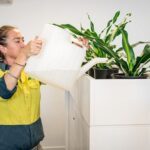 A woman in a yellow shirt is pouring water from a large white jug into a potted plant.