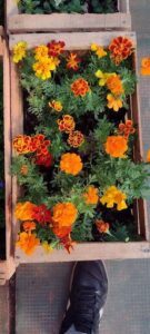 A wooden box filled with a variety of colorful flowers.