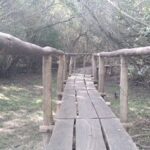A wooden bridge over a forest path.