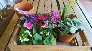 A wooden table with a variety of potted plants, including a purple one, and a box of flowers.