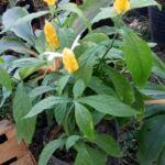 A yellow flower with white petals is in a pot.