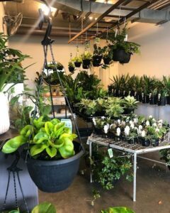 All Things Leafy