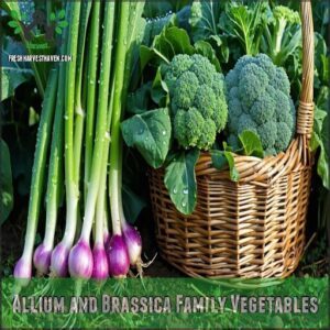allium and brassica family vegetables