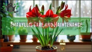 amaryllis care and maintenance
