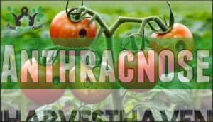 anthracnose