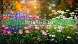 aster varieties