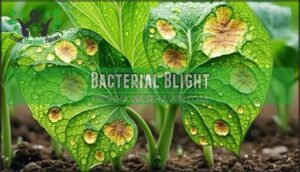 bacterial blight