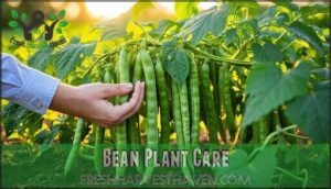 bean plant care