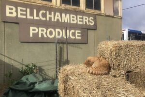 Bellchambers Produce