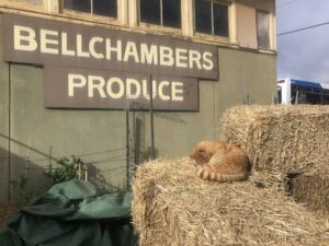 Bellchambers Produce