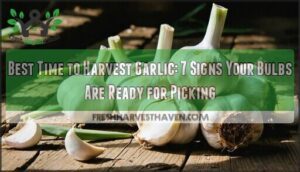 best time to harvest garlic