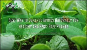 best way to control aphids