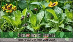 bird or insect damage