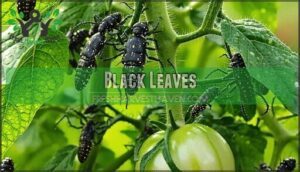 black leaves