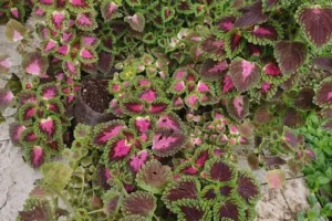 BONITO JARDIN