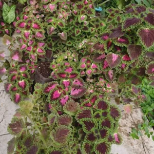 BONITO JARDIN