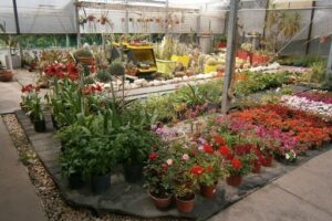 Boutique Plant and Garden