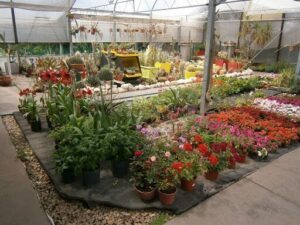 Boutique Plant and Garden